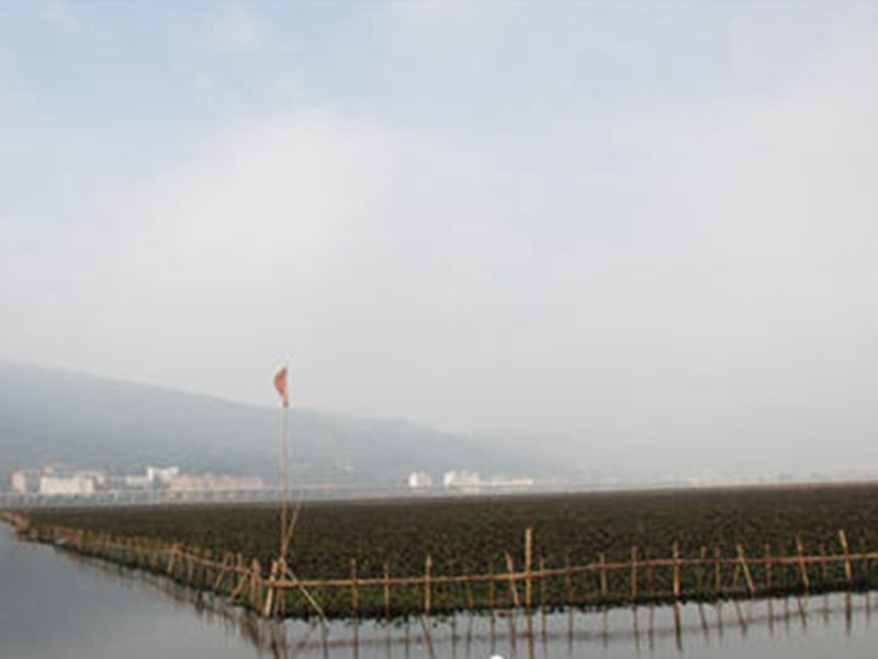 滇池圈養水葫蘆變寶貝，圈養總面積達九千畝