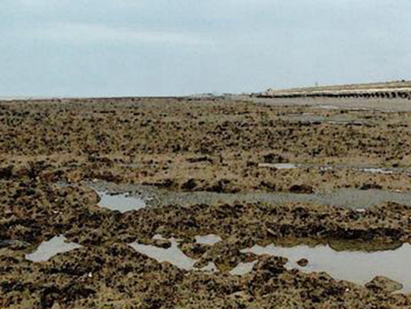 桃園觀音藻礁很多年來水源污染從未改善好