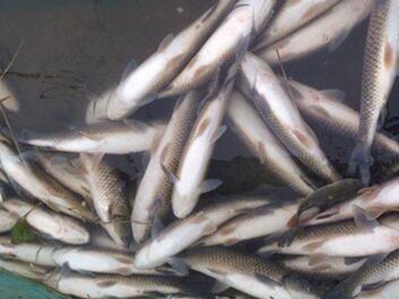 山東的水源污染引起殖魚民損失了八千多斤的魚兒死亡