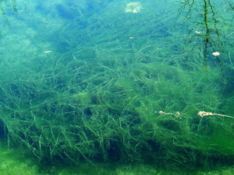 螺旋藻企業事實卻是在”反噬“養育自己的一方水土