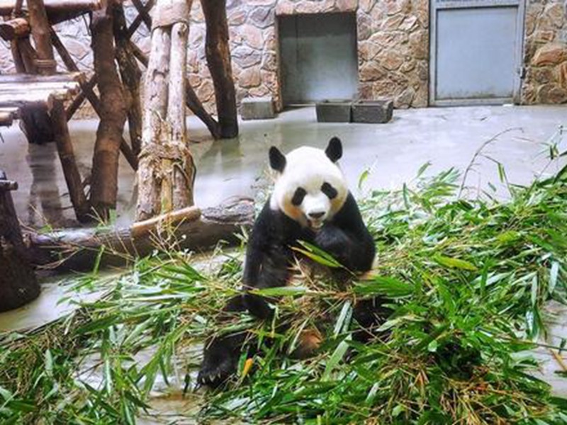 成都市用弱酸性水管理大熊貓生活環境