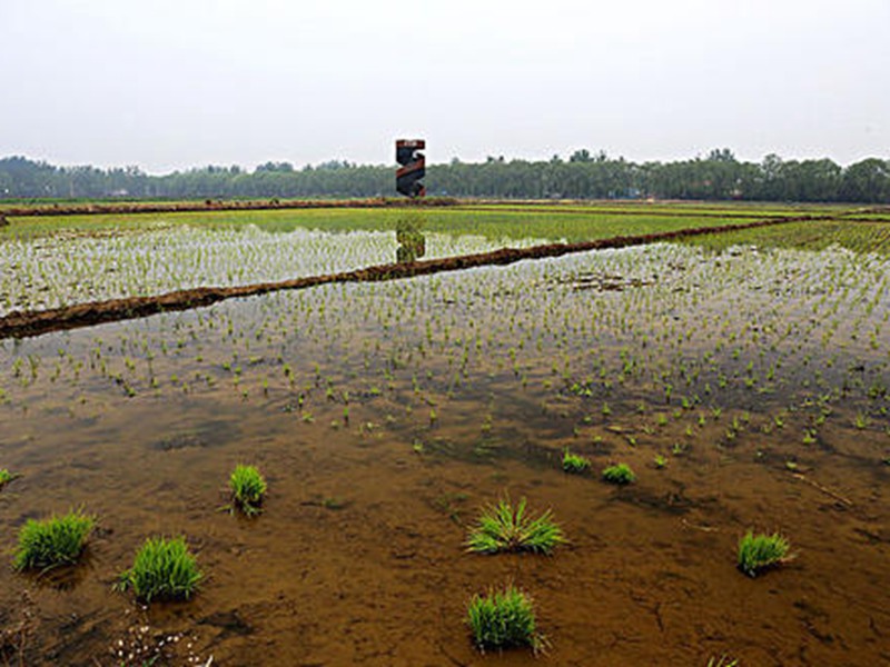 污水流經過的京西稻產地發出一股惡臭味