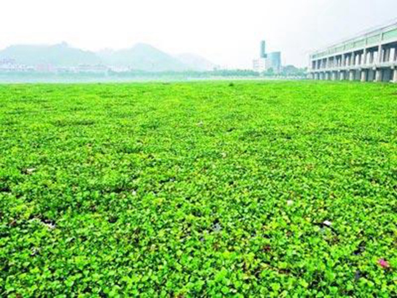 大量水葫蘆入侵晉江，晉江水質受影響
